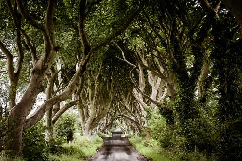 26376_The-Dark-Hedges.jpg