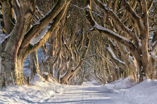 16513_Game of Thrones_ - The Dark Hedges_The Kings